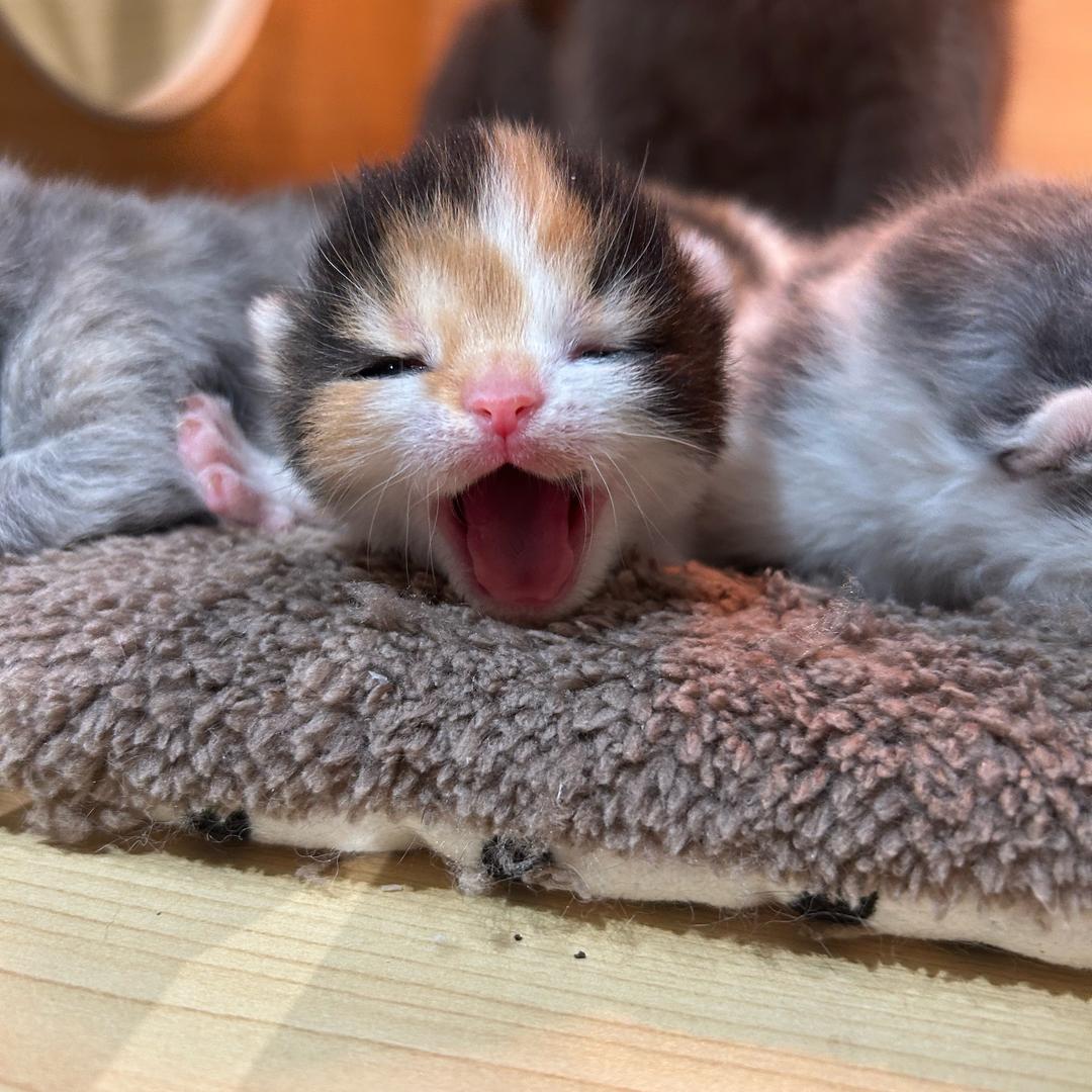 窝窝宠物🐯(肾移植十年）