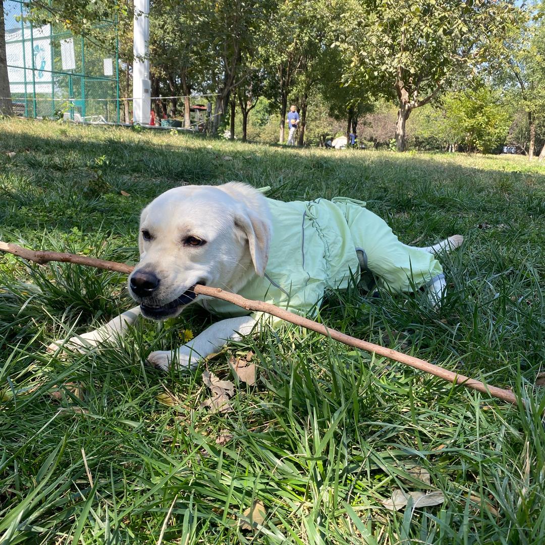 @拉布拉多🐶柚子