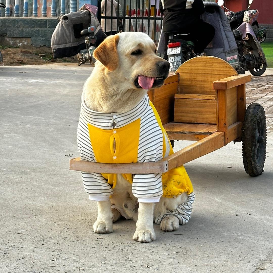 巴顿(拉布拉多）@抖音