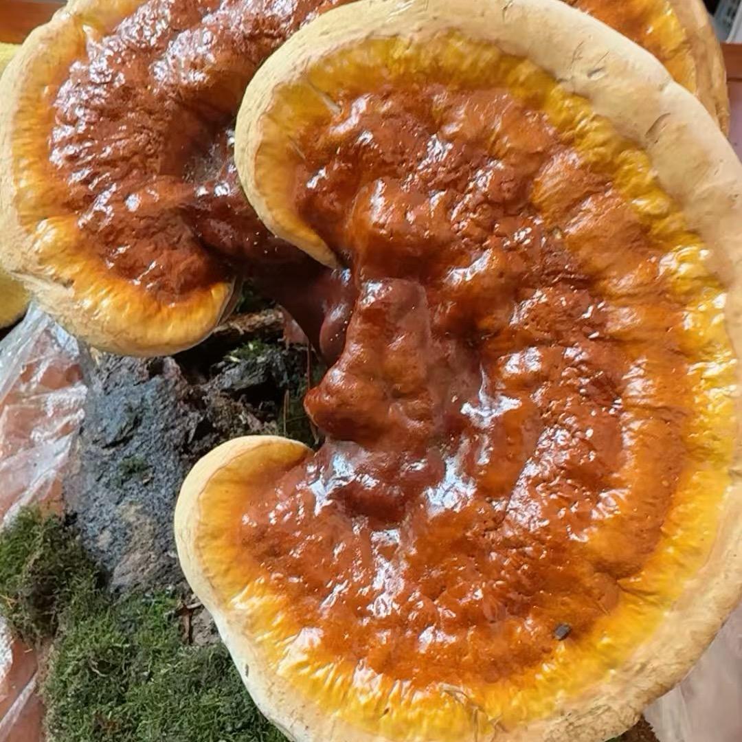 东北长白山山货