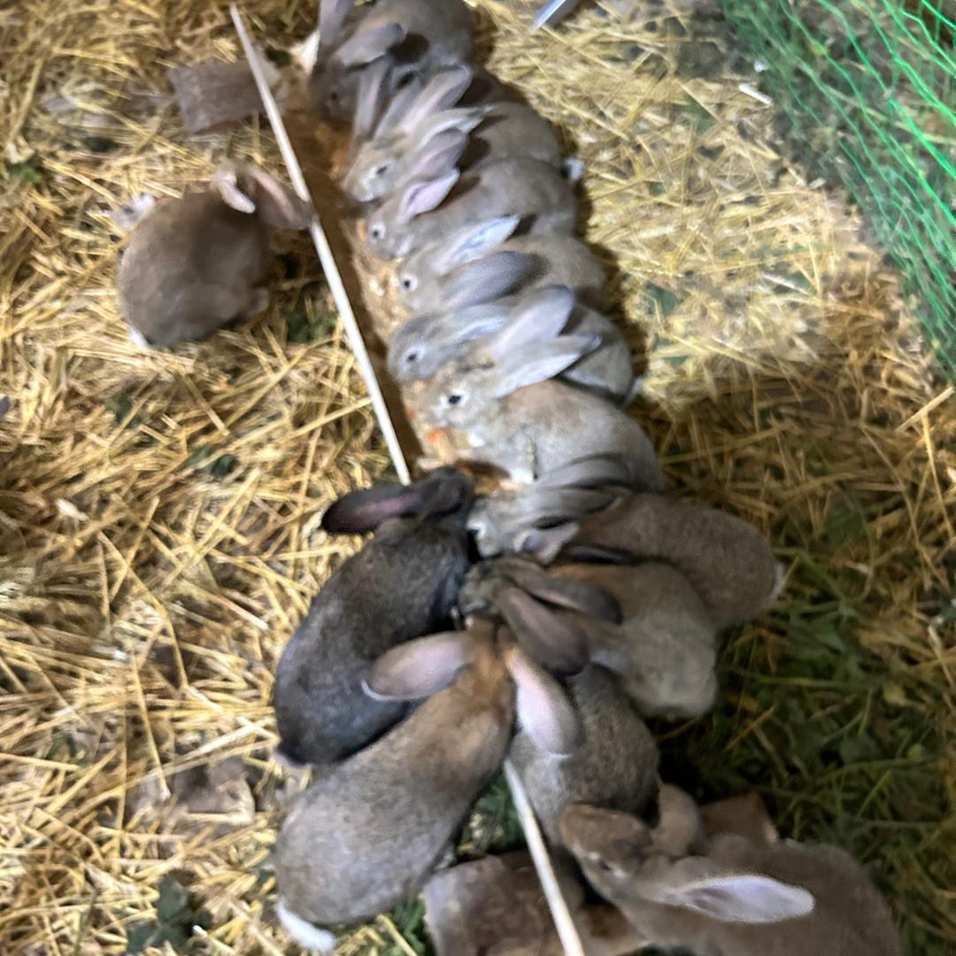 农村散养兔(高价回收兔子）