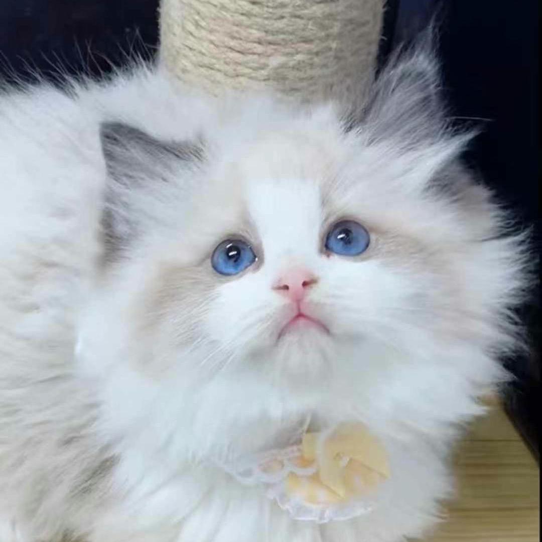 老张 宠物猫