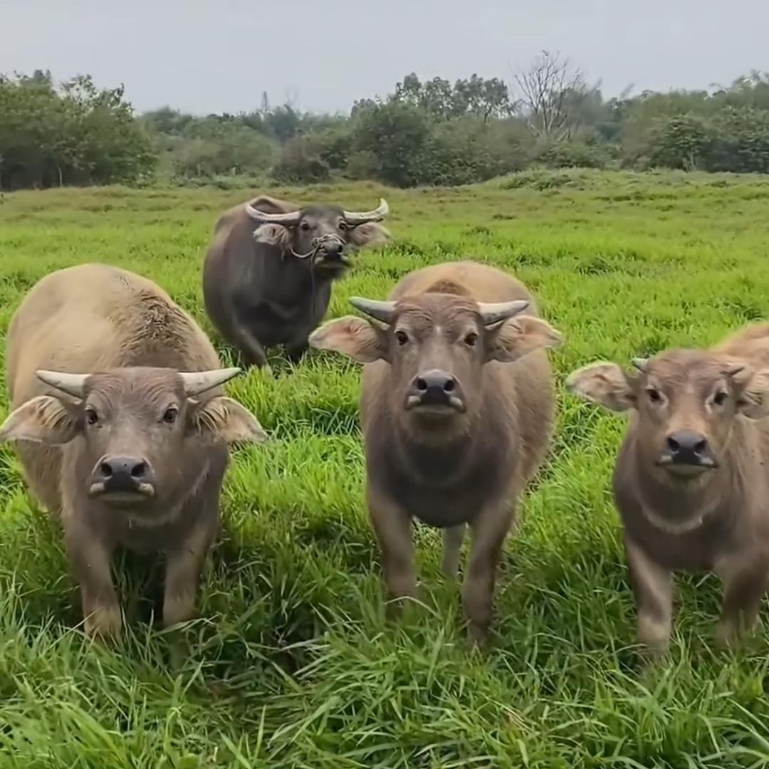 11.21（带咪回乡记）