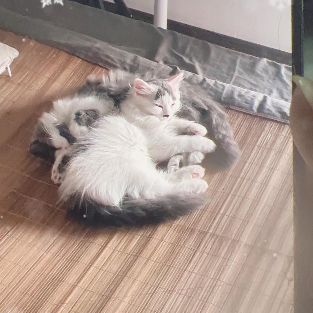 小布叮是只猫🐱