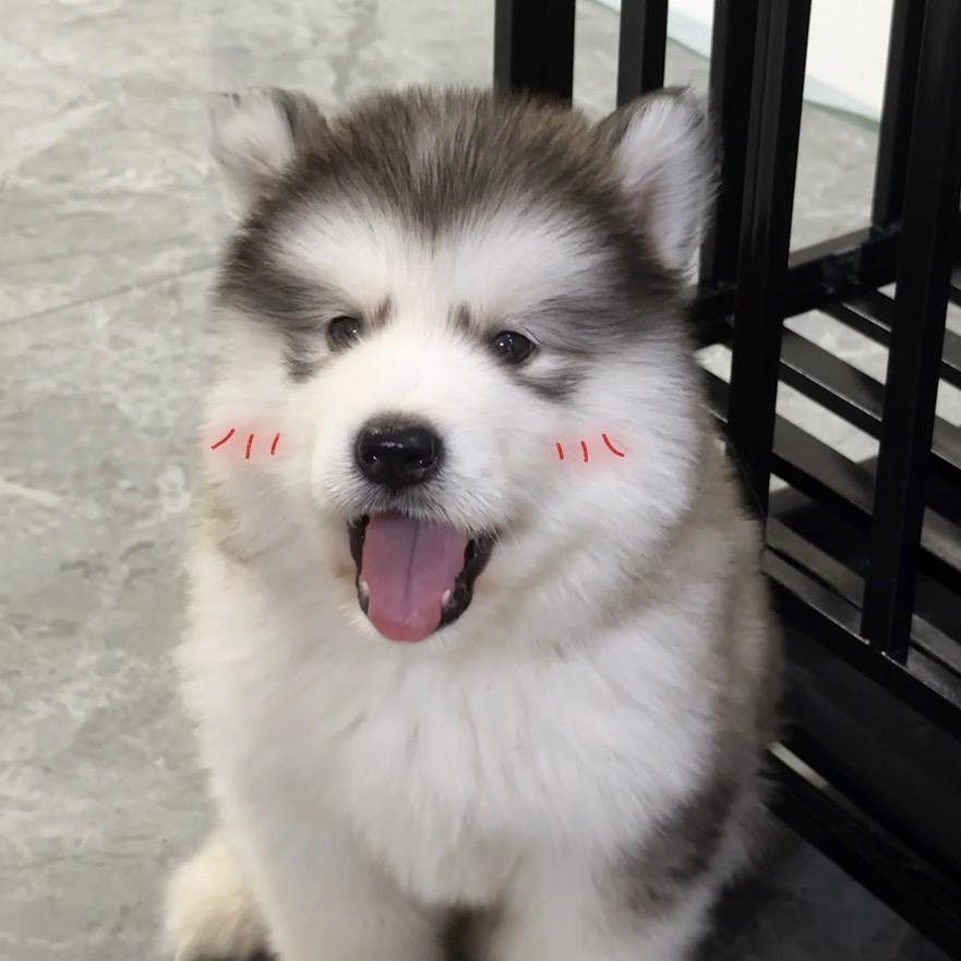 二郎小神犬🐶