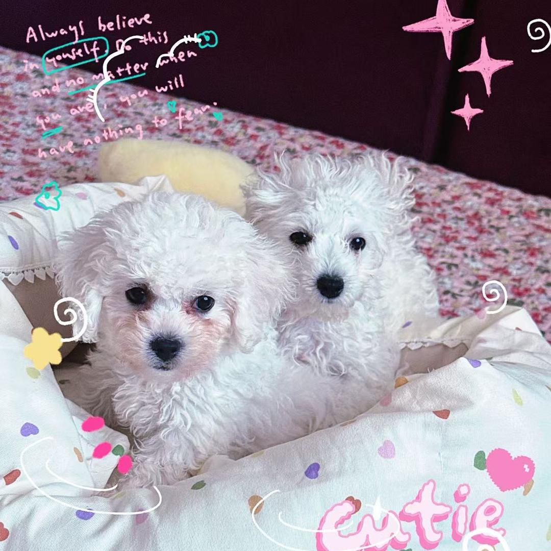 好运和嘟嘟日常分享