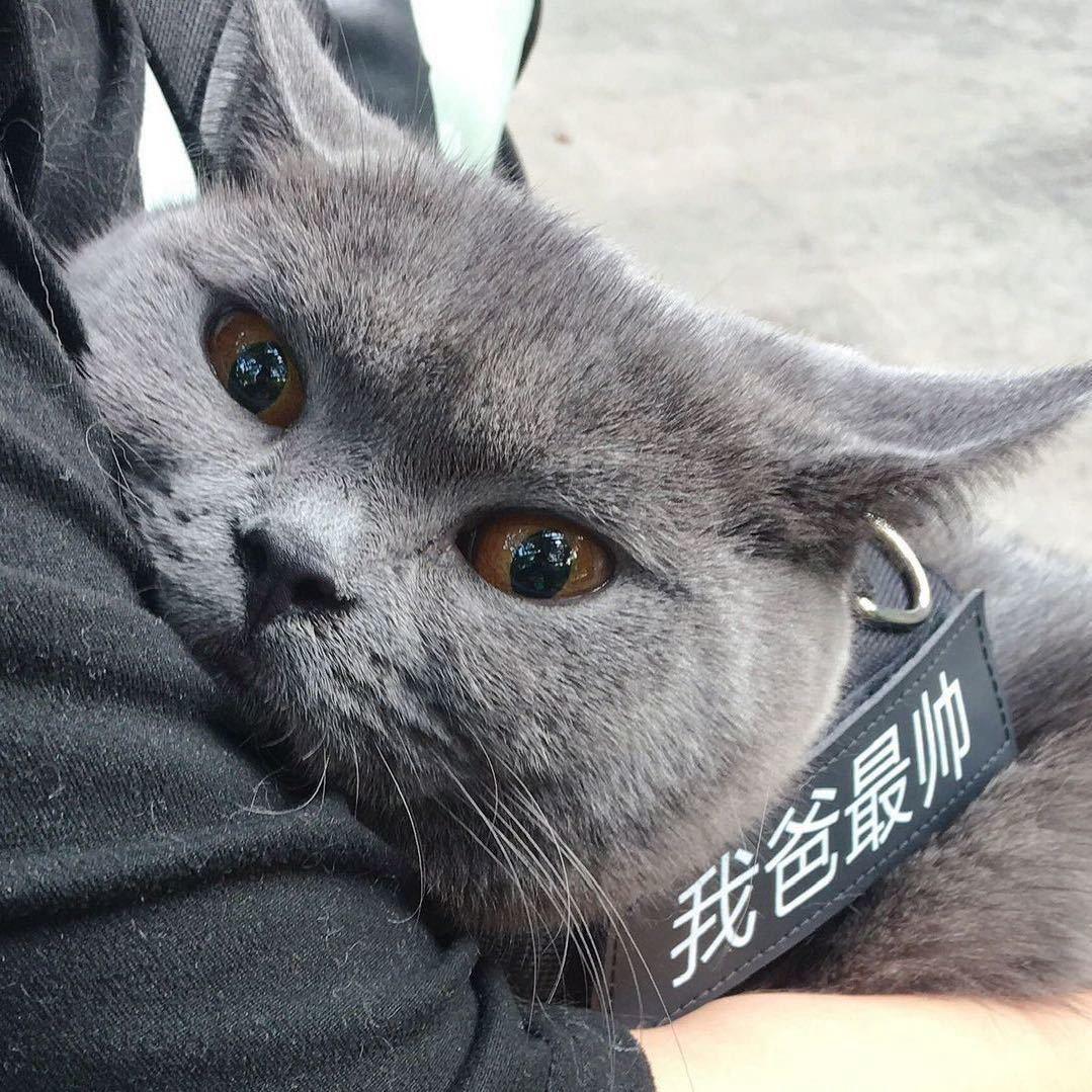 布了个鲁