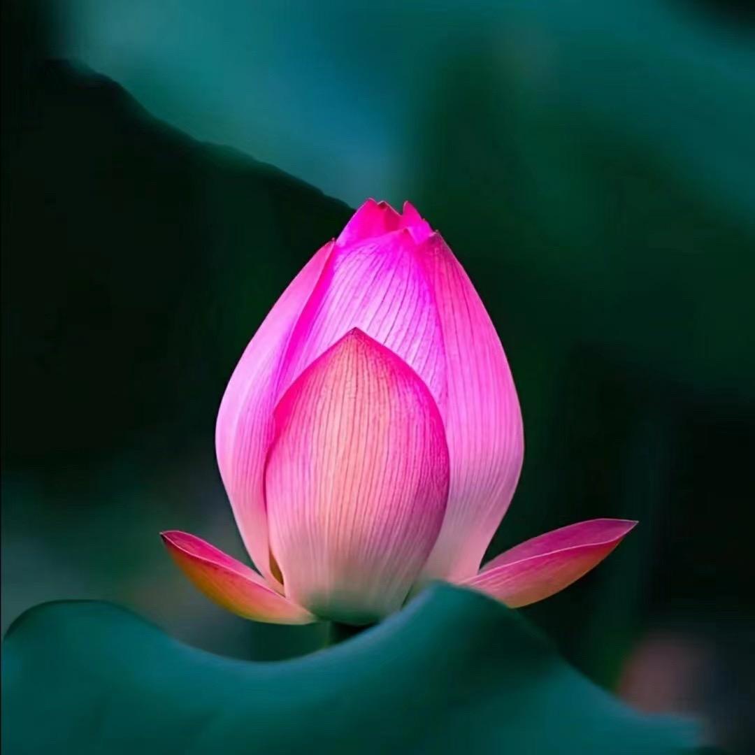 若清