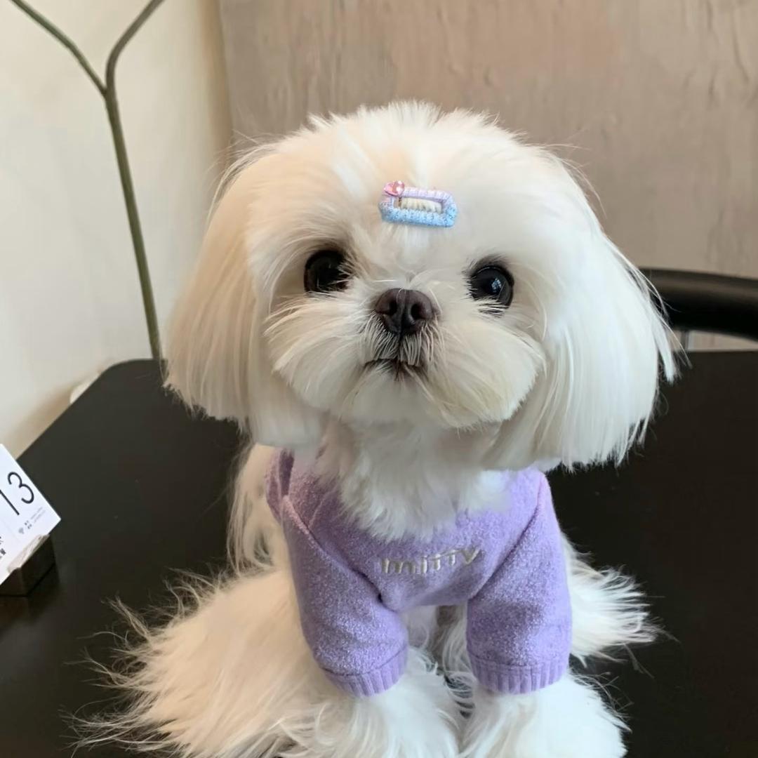 萌宠治愈星球✨