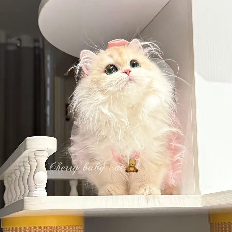 樱桃猫舍🍒直播号✨