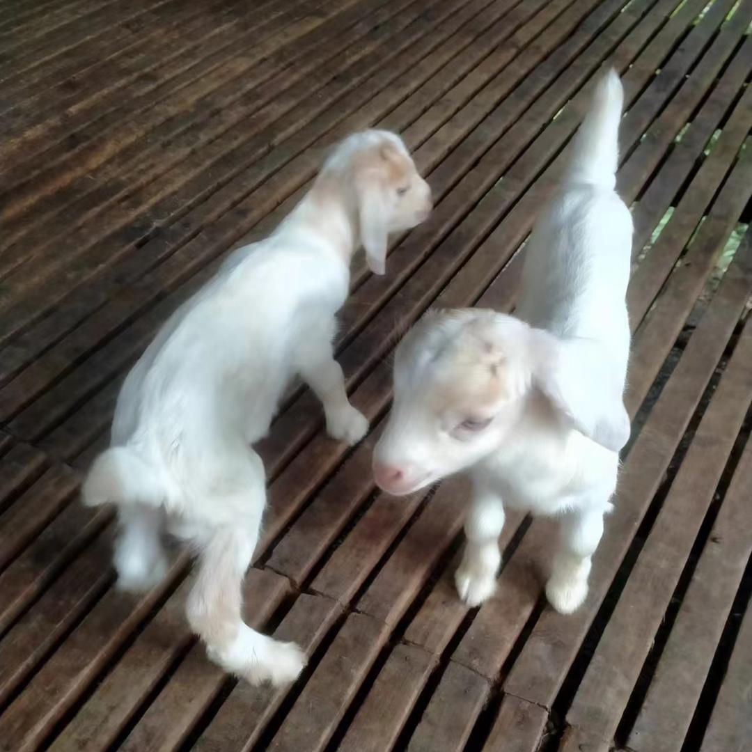 选鲜汇