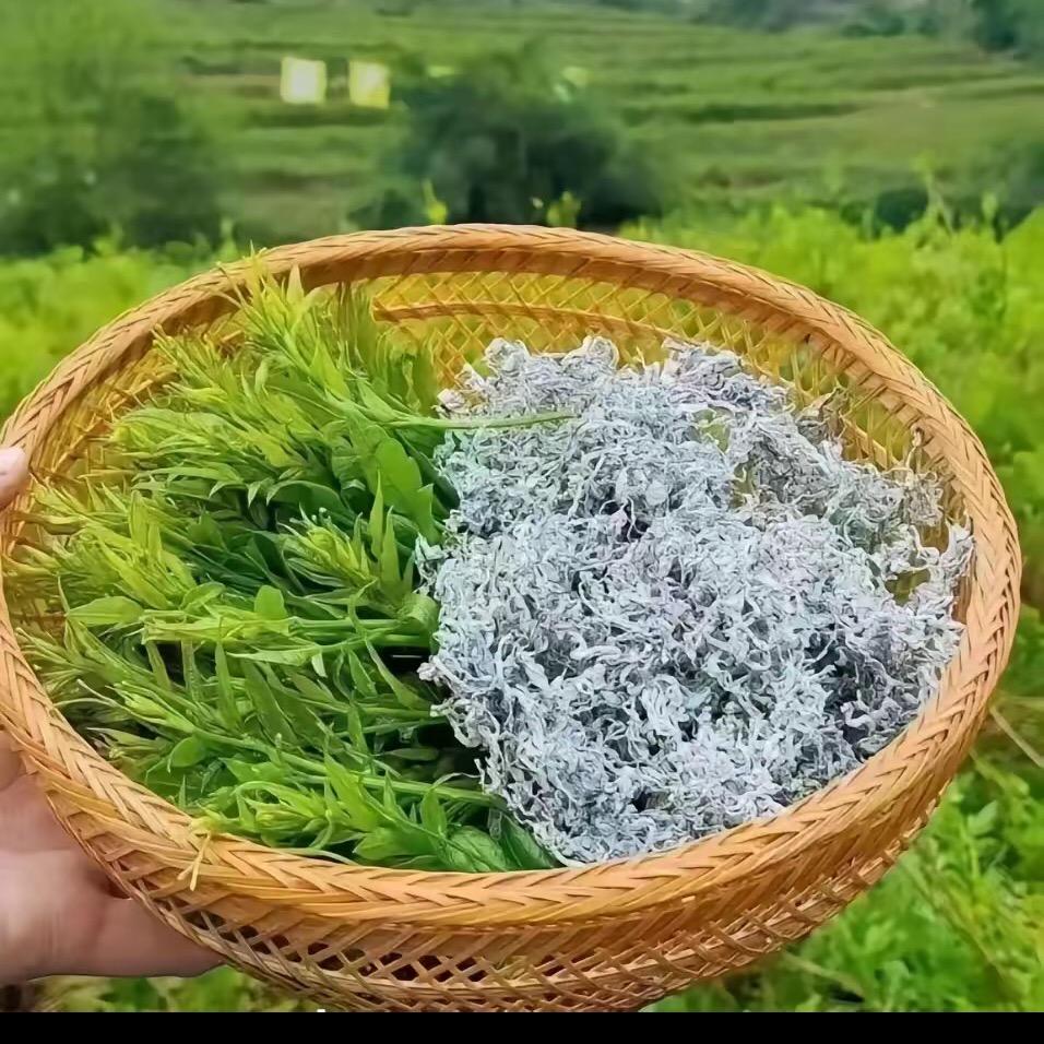 仙芝星藤茶
