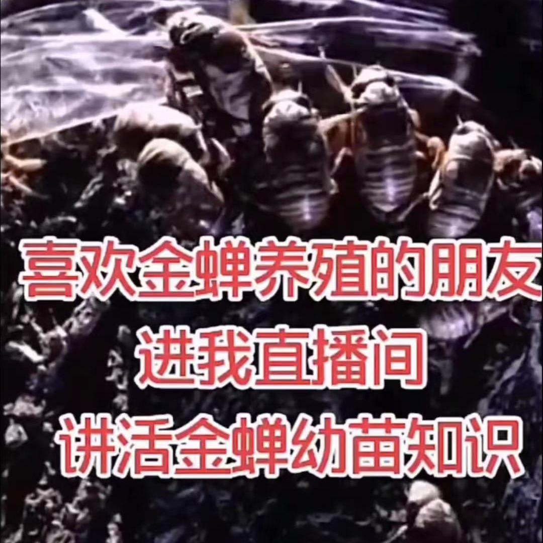 乃萌 金蝉 养殖