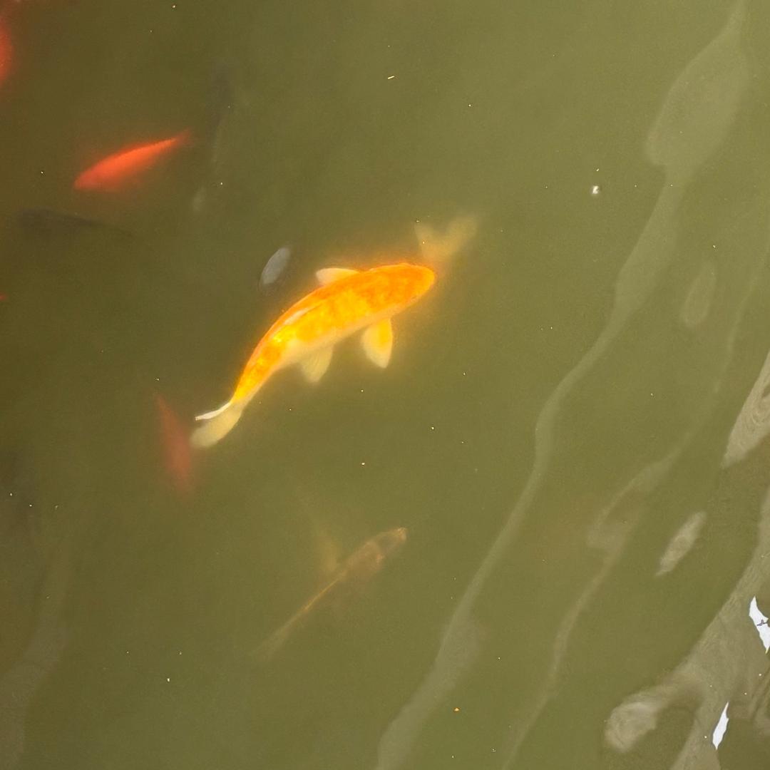 嘟嘟嘟宝
