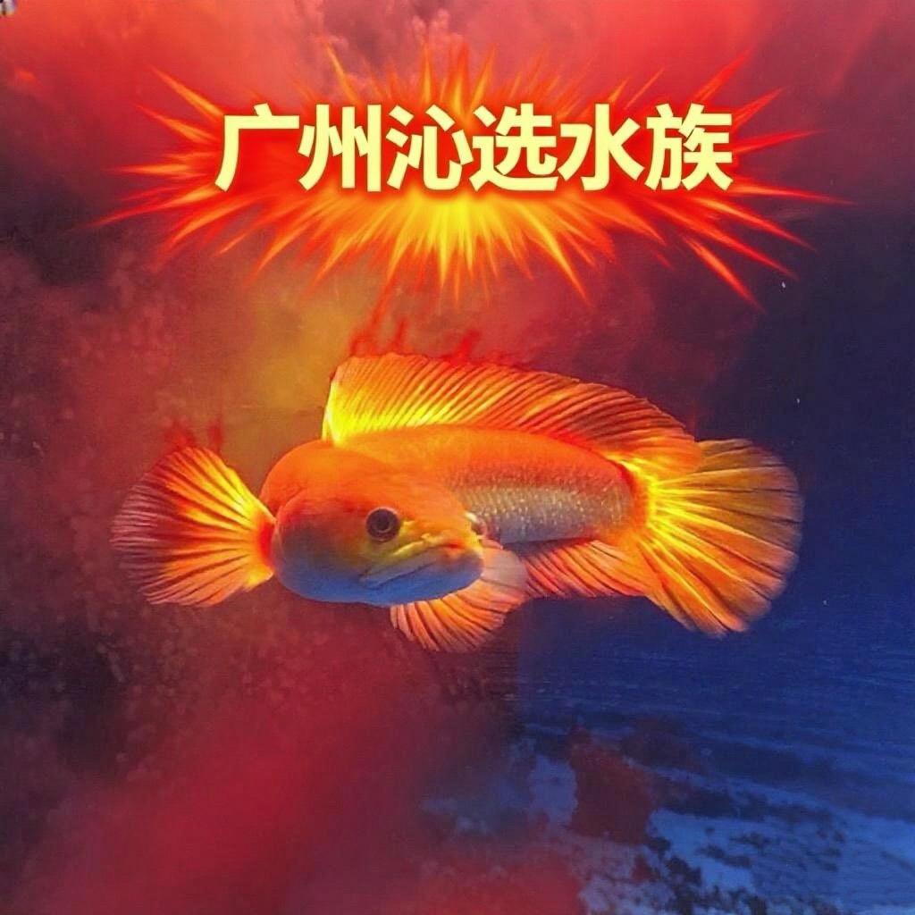 广佛沁选水族
