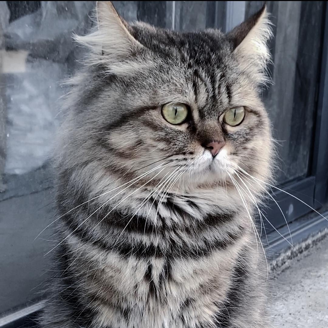 平平无奇的大猫和小猫