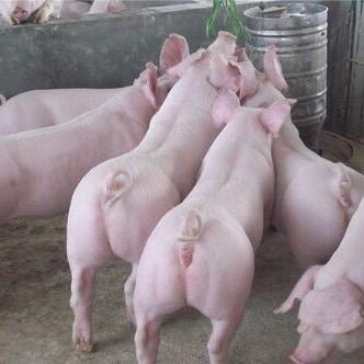 鸿峰牧业养殖场