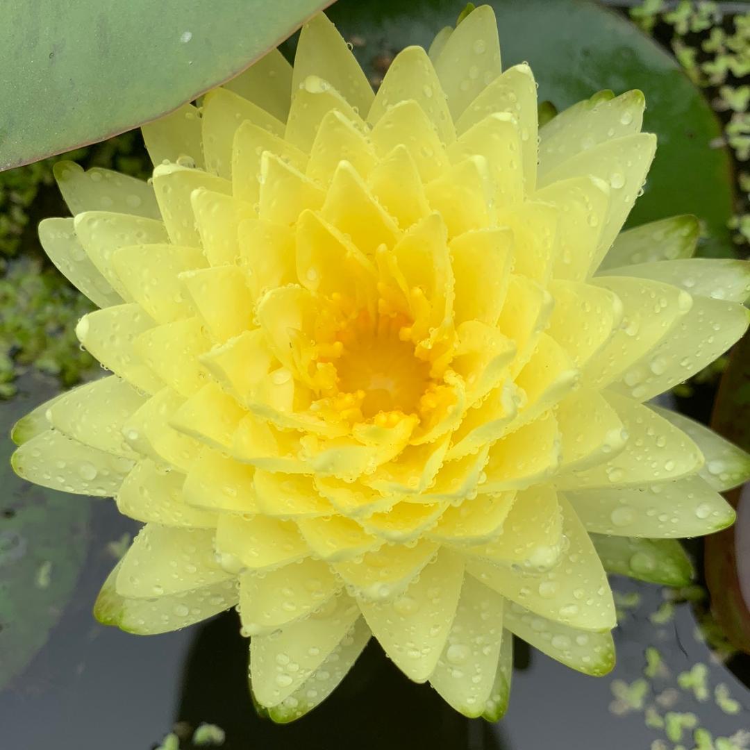 涛-碗莲、睡莲、三角梅盆栽