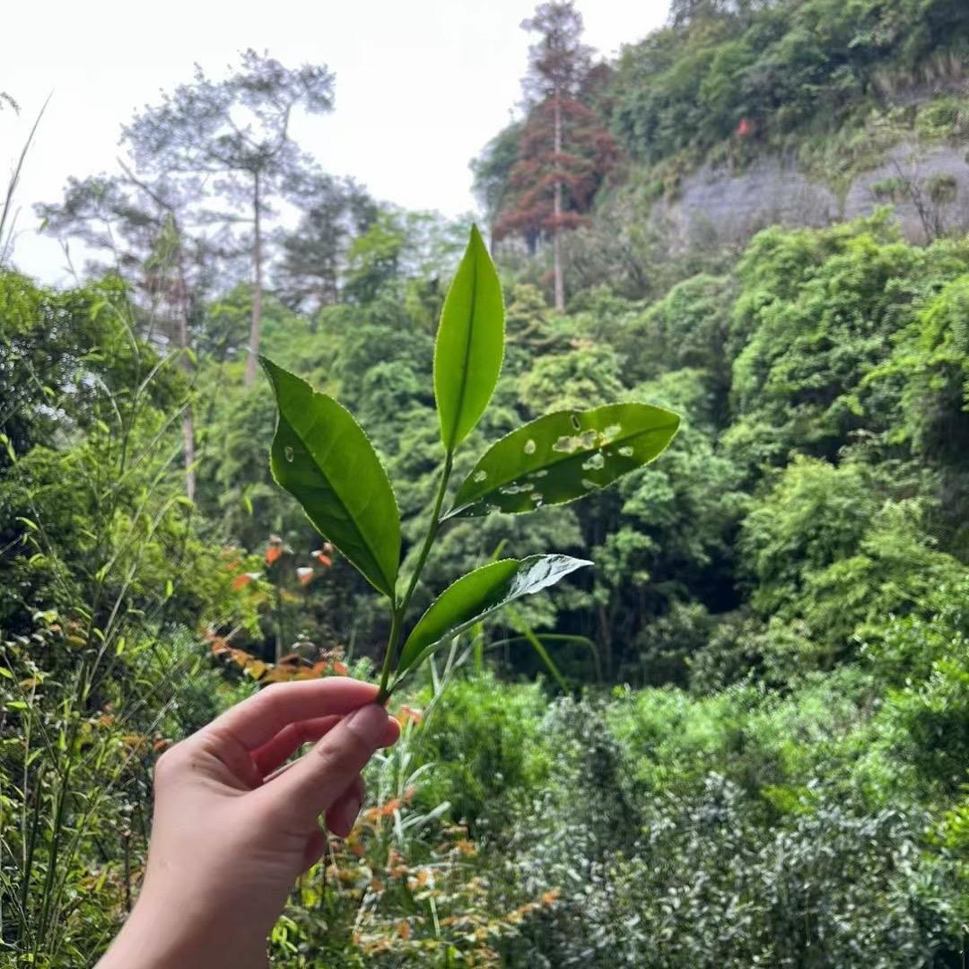 溪香阁茶行