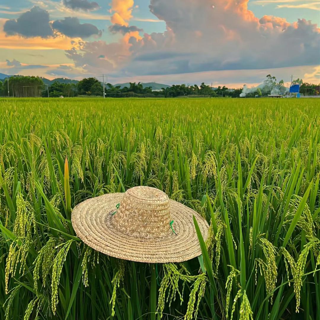 糯米糯米会开花