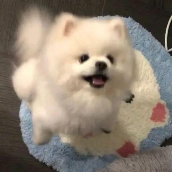 羊羊