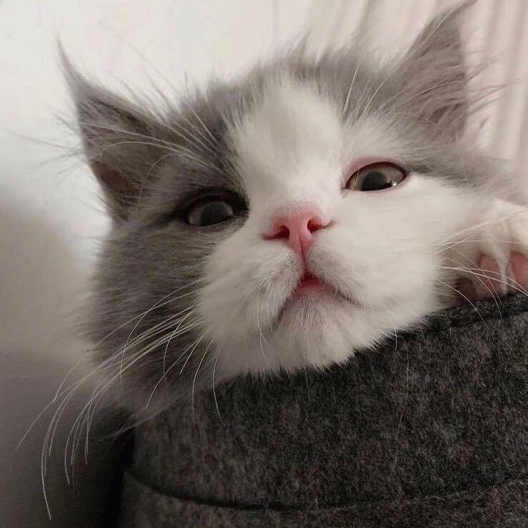 猛炫韭菜的猫