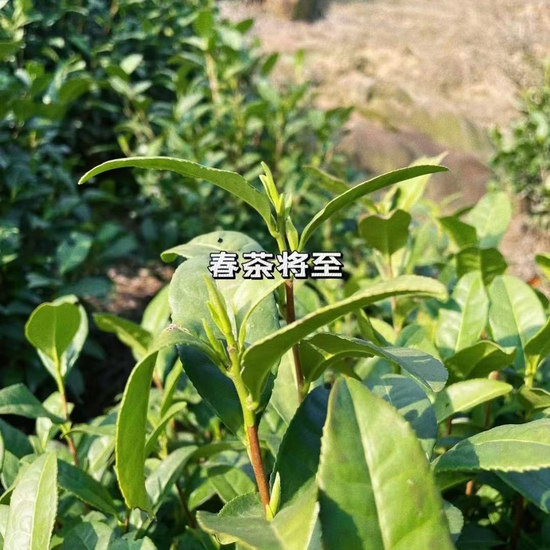 秋鹏安吉白茶