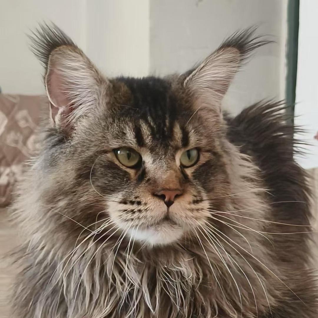大肥猫
