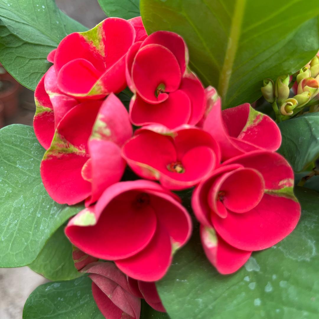 爱花人园艺