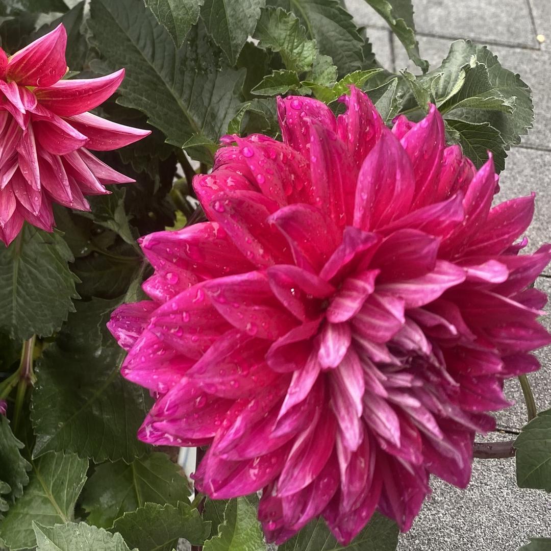芋泥姐
