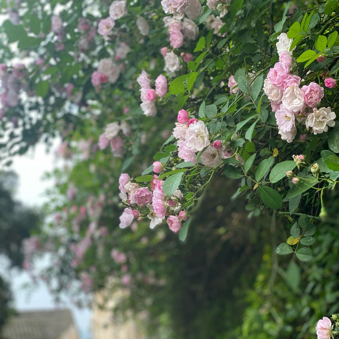 墅业玩家