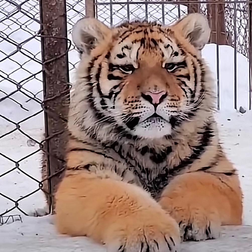 雪情