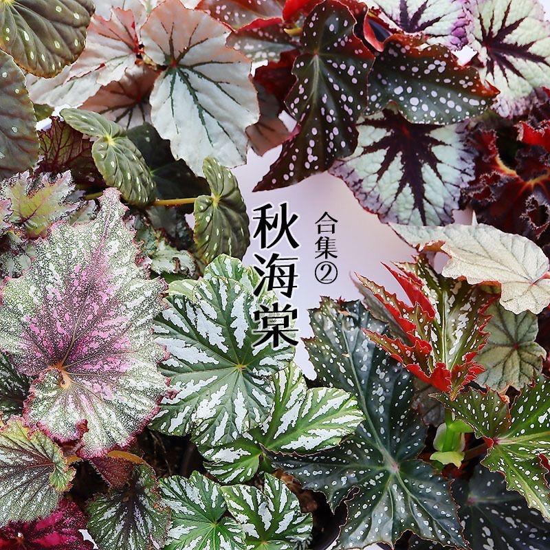 锦绣花田