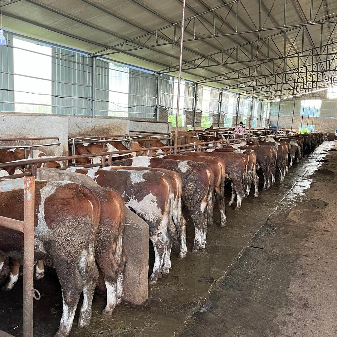 卡比好牛、高乐祥