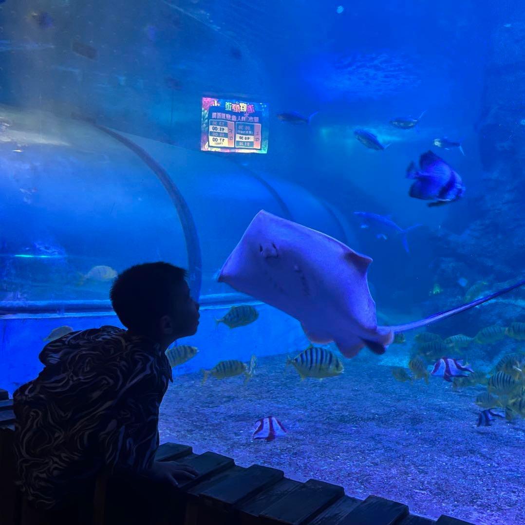 延平生猪调运小陈