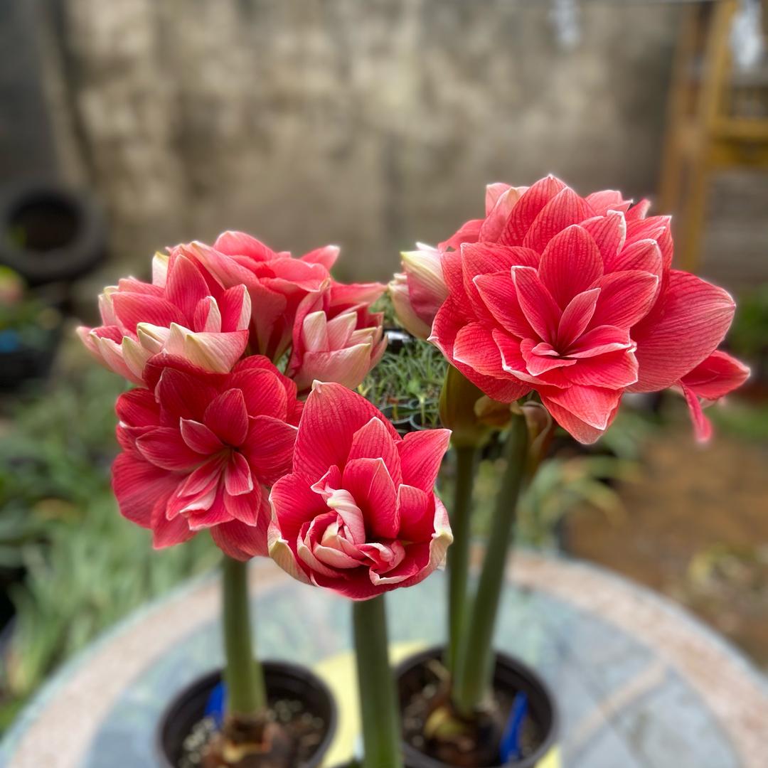 二胖花园