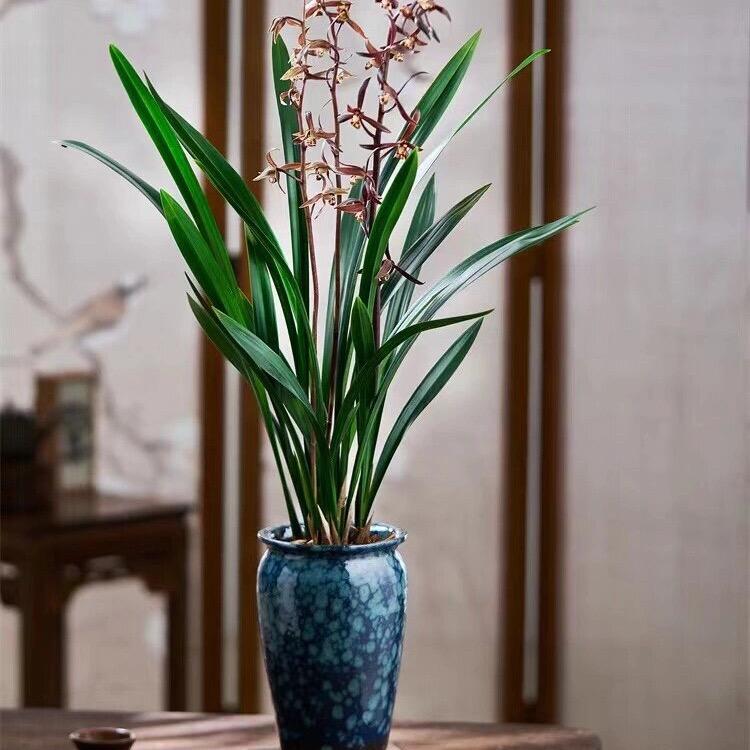 芹芹花卉