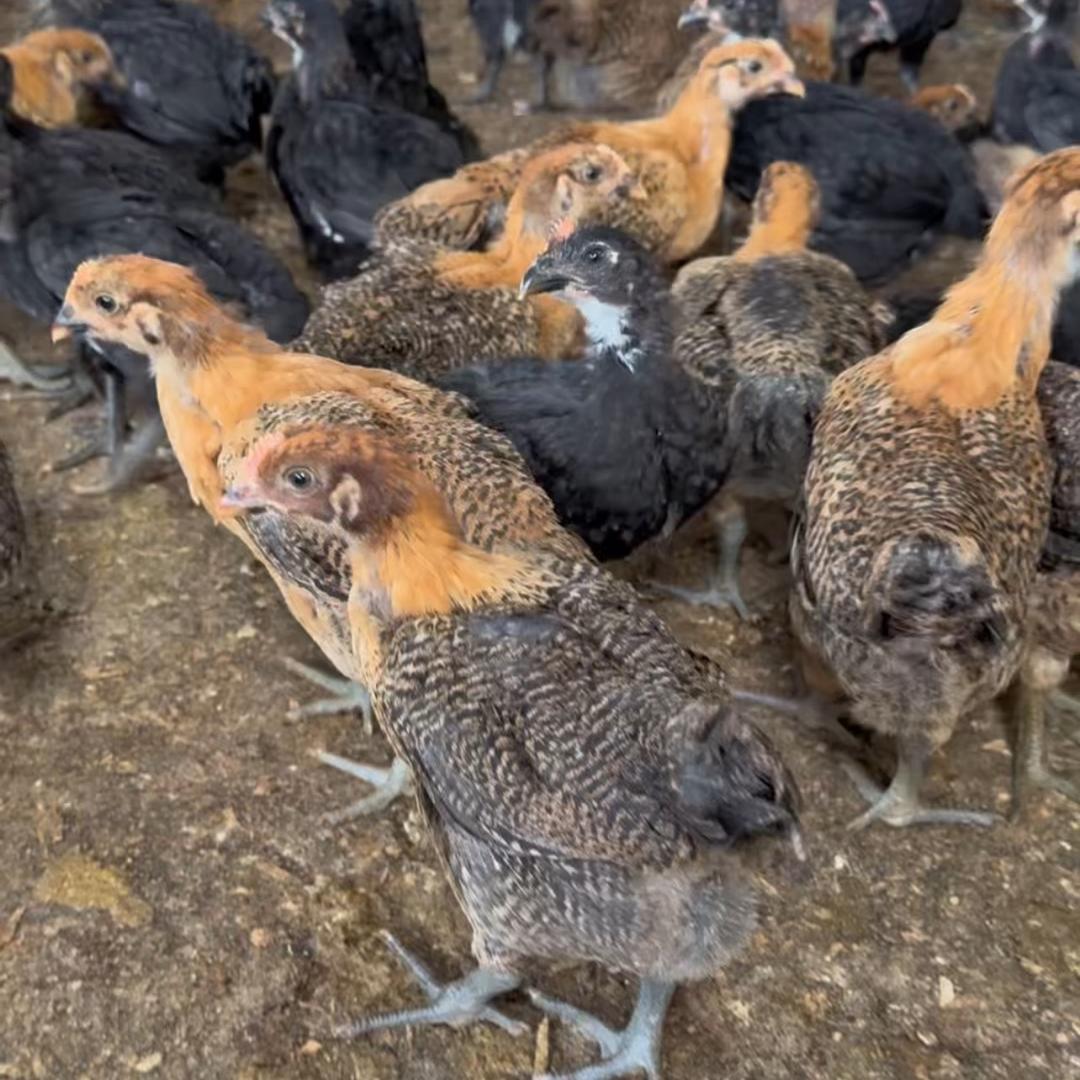 牧誉孵化养殖场