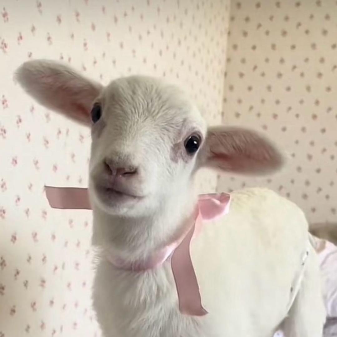 阿里嘎多美羊羊