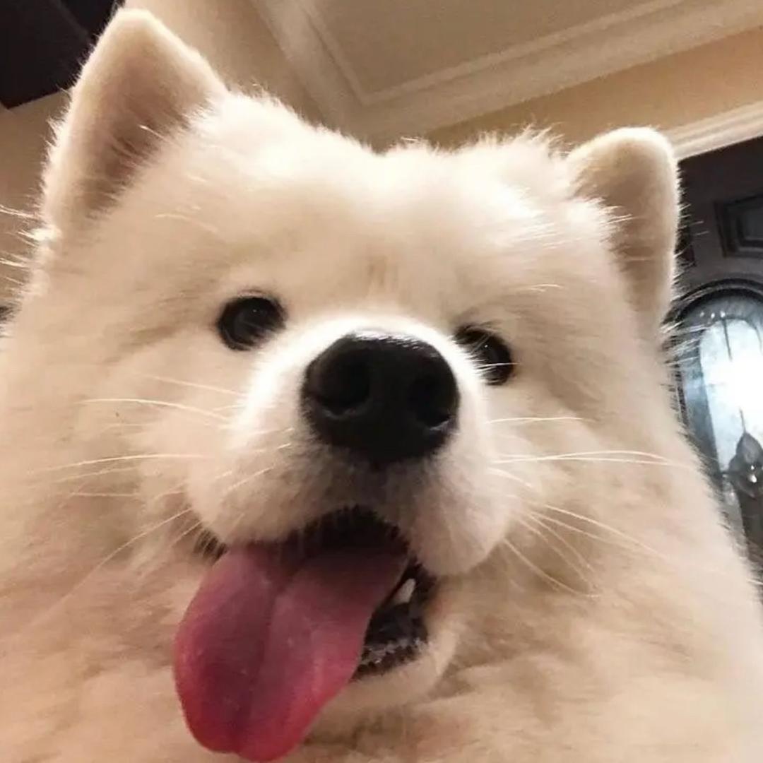 小金毛睡不醒