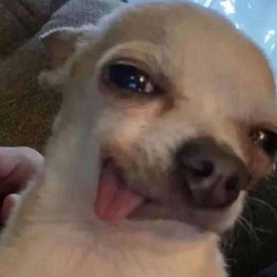 🌈不食热狗🌭️