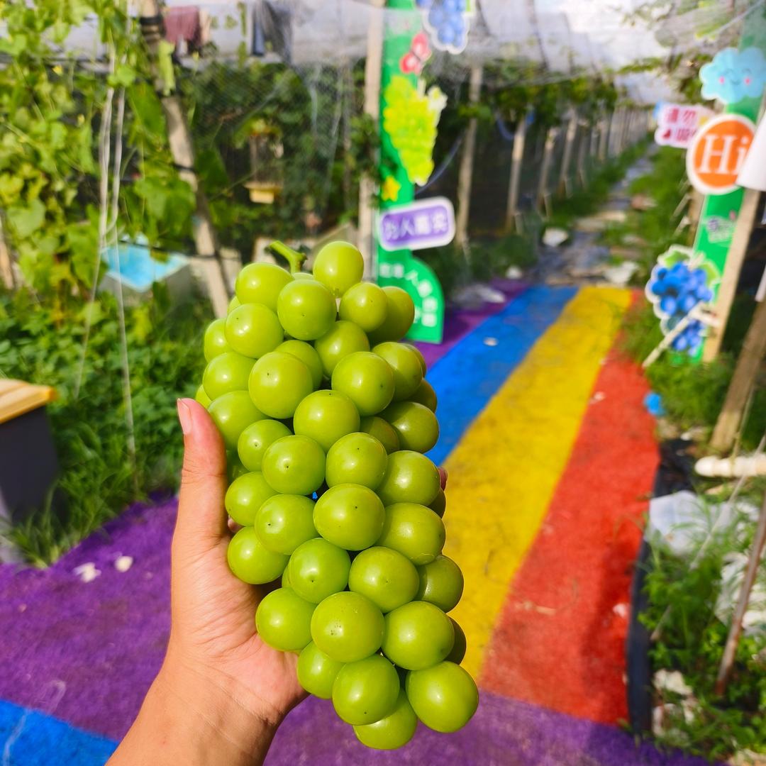 稻草人葡萄园官方号