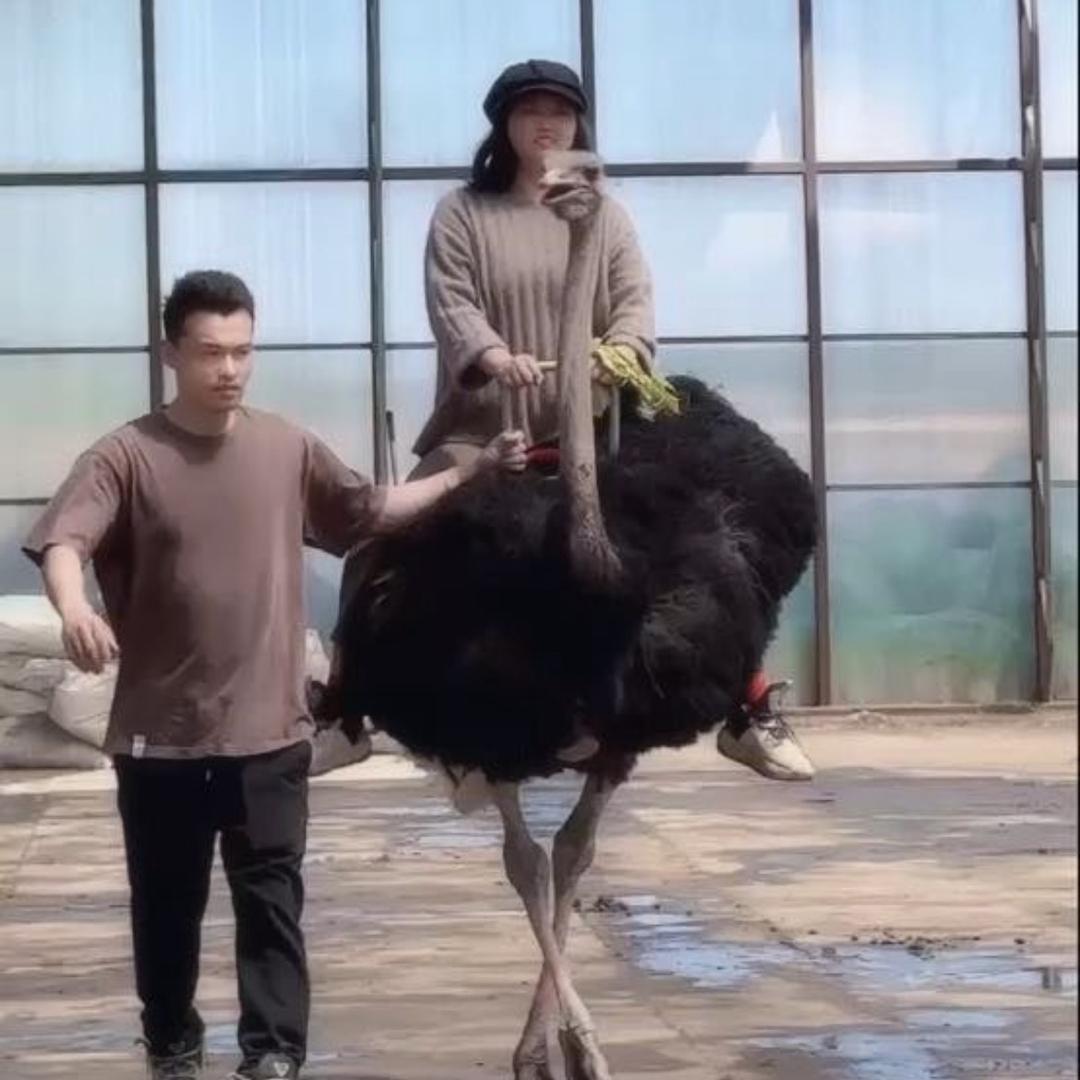 哈尔滨养鸵鸟的亚朵