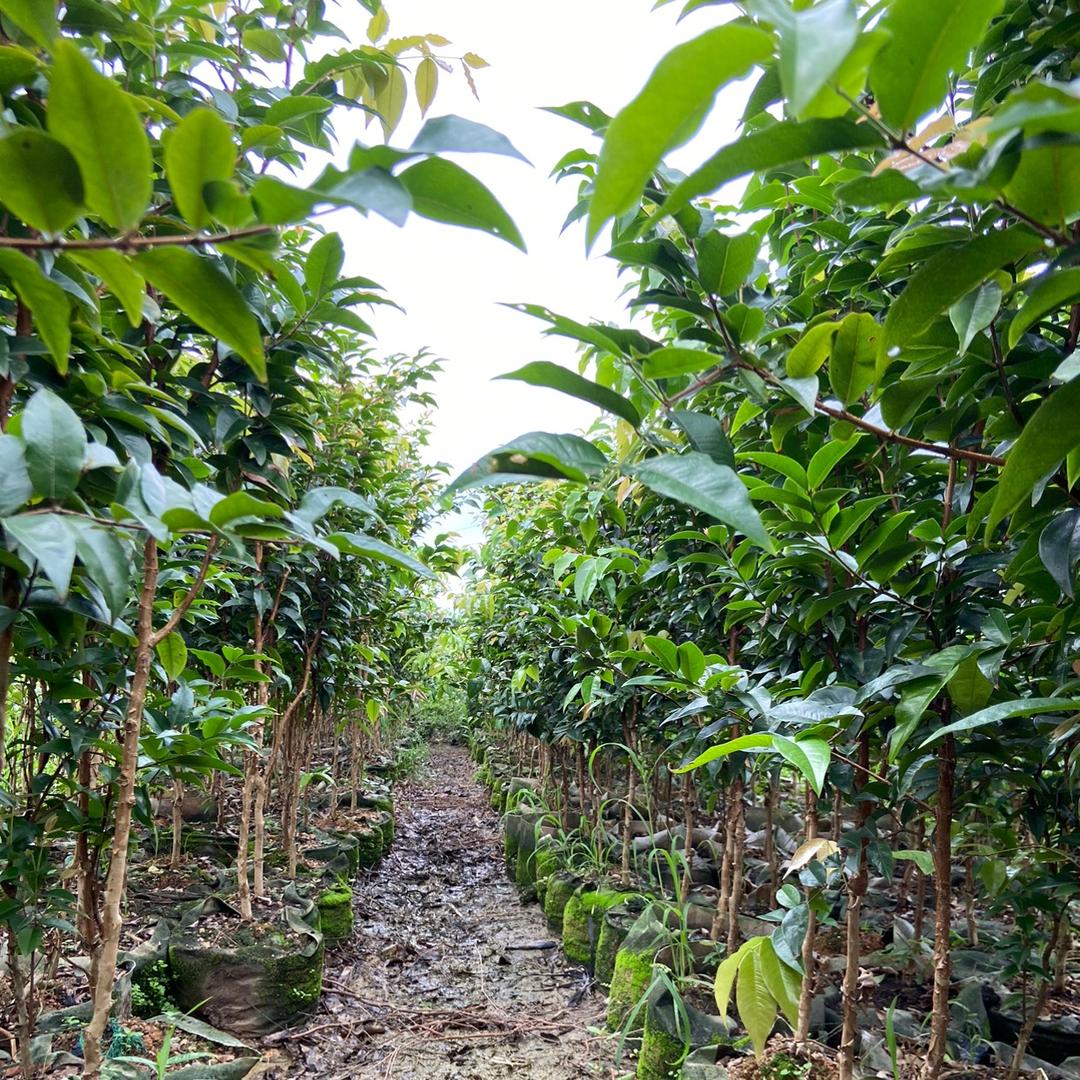 钦木果树苗木专营店3