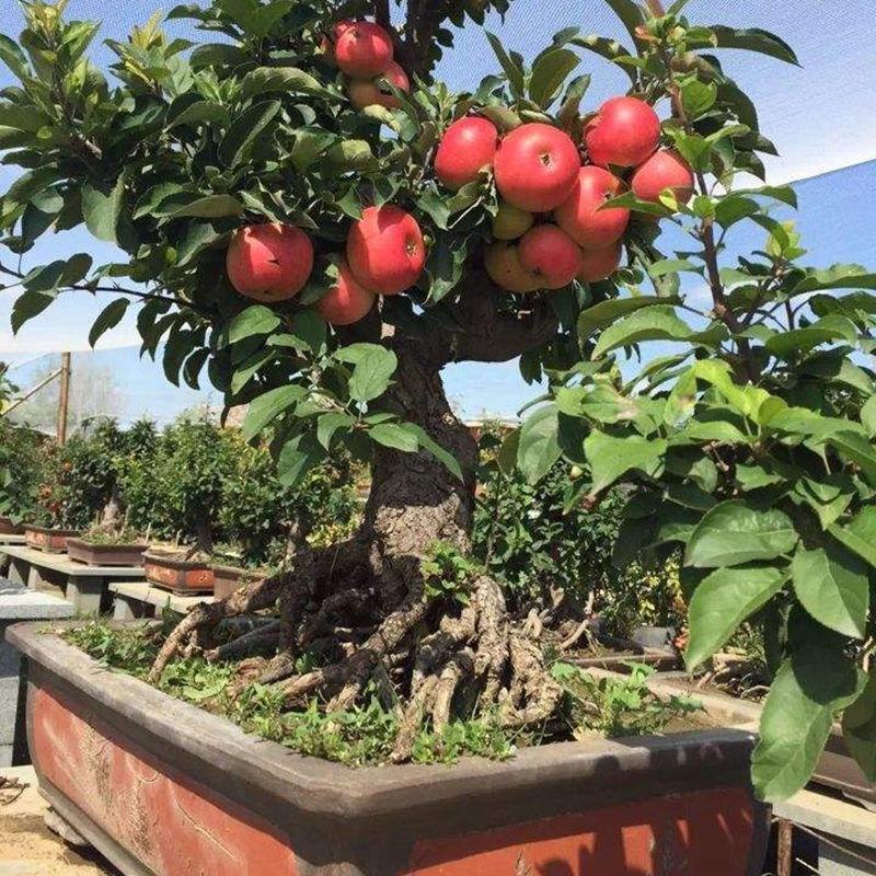 丽仁坊电子商务经营部的小店