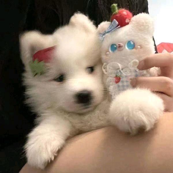 薯片鲨手