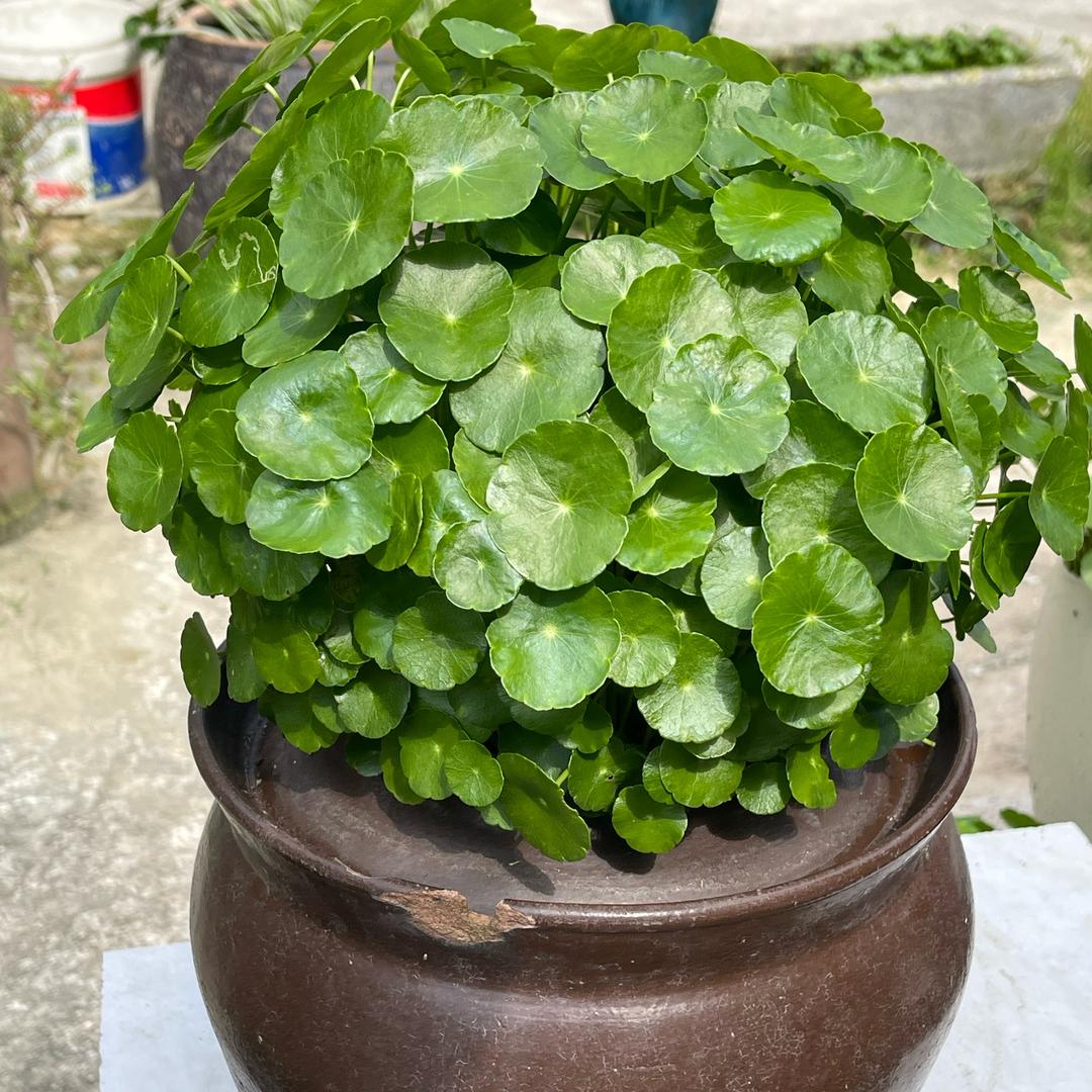 阿琼花草集