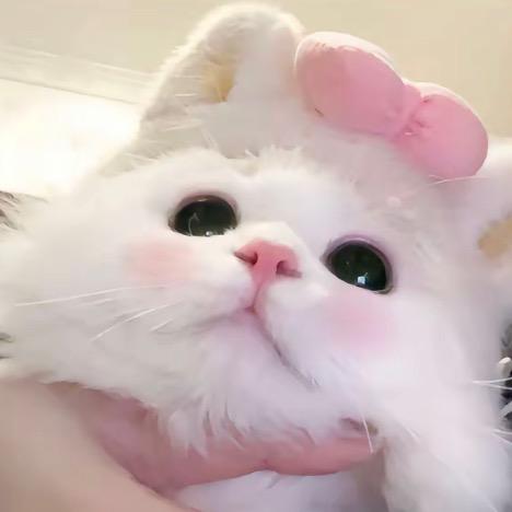 姜汁小羊🫚