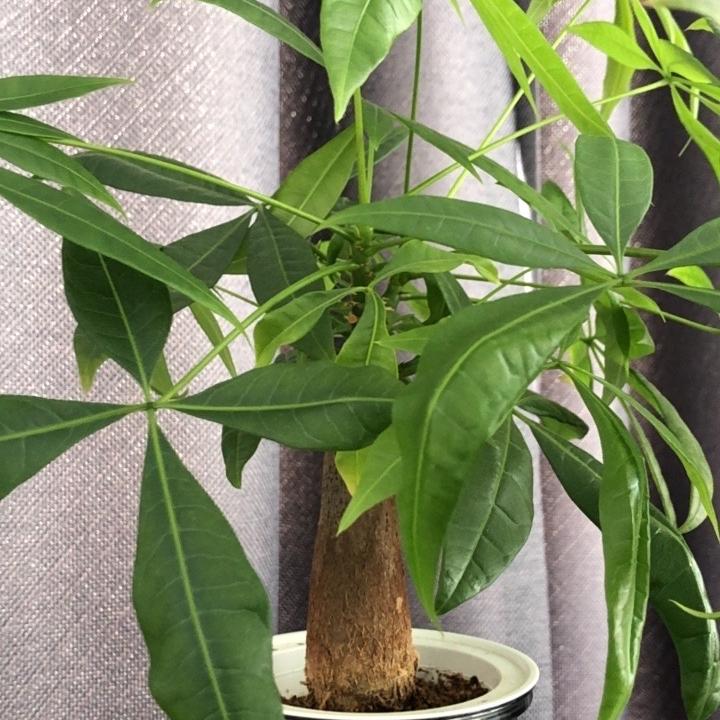 语乐好物甄选