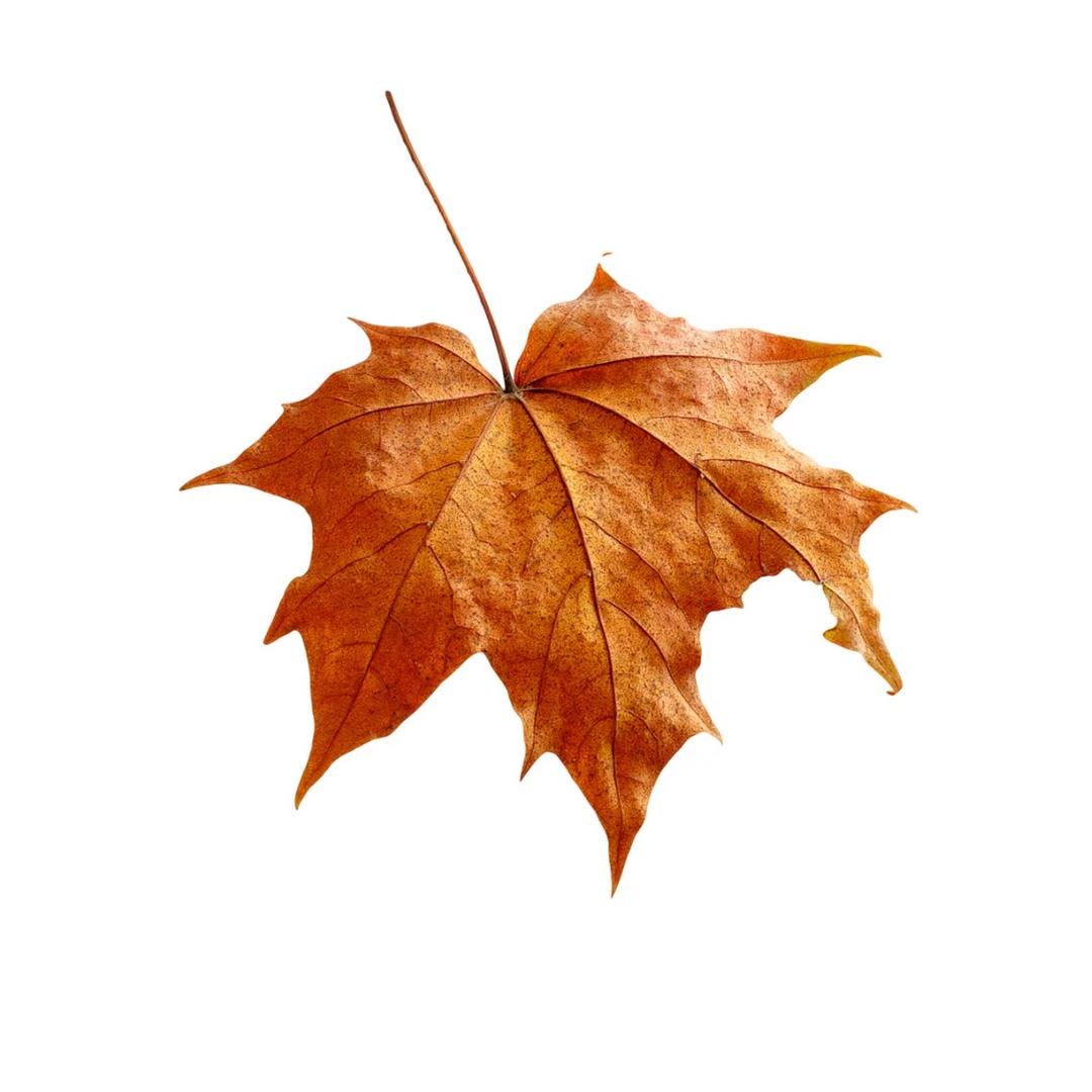 我真没空跟你闹了🎧